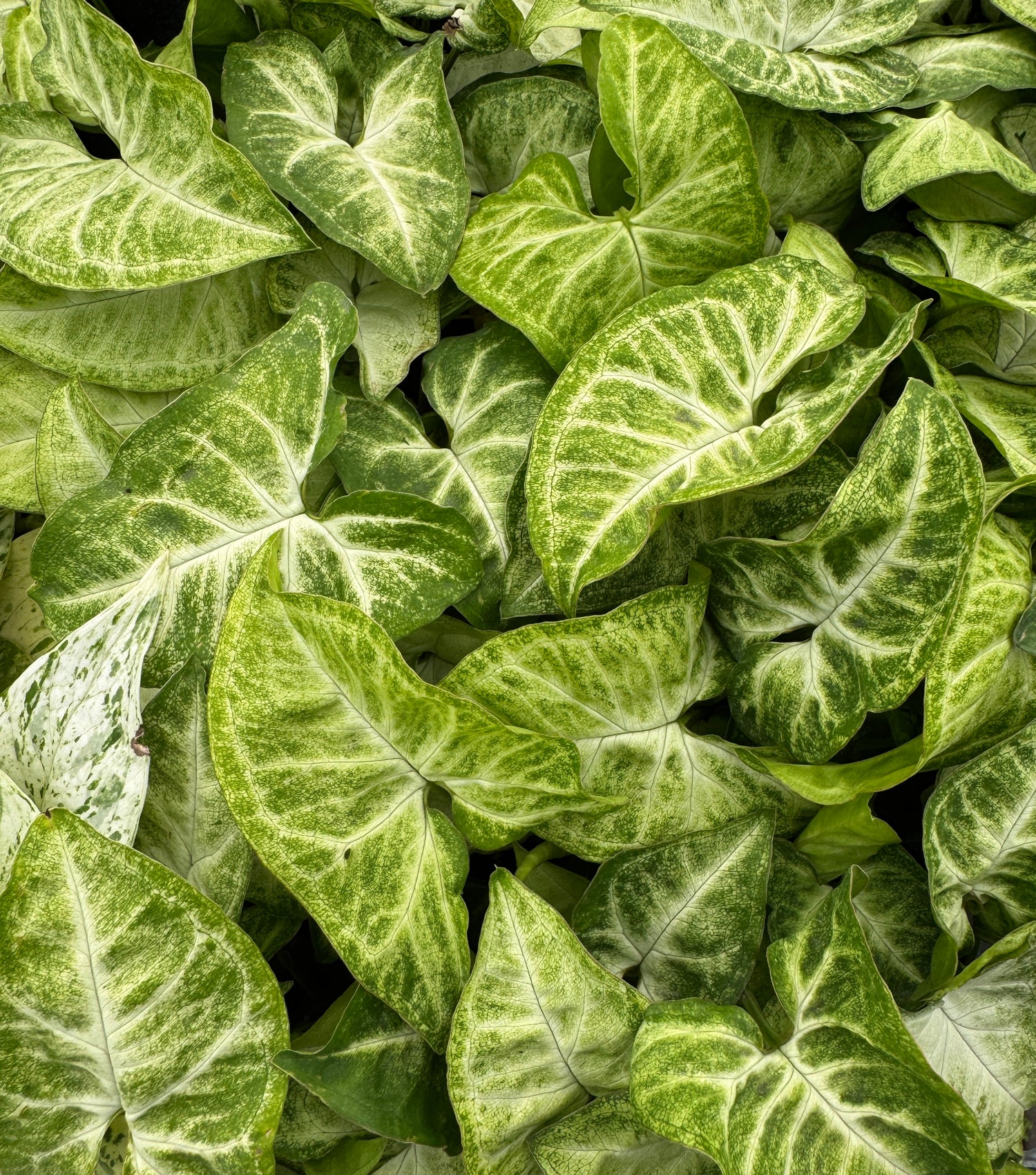 white and green Syngonium leaves