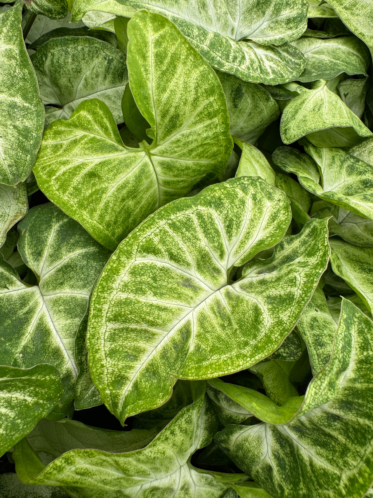 arrowhead shaped Syngonium leaves