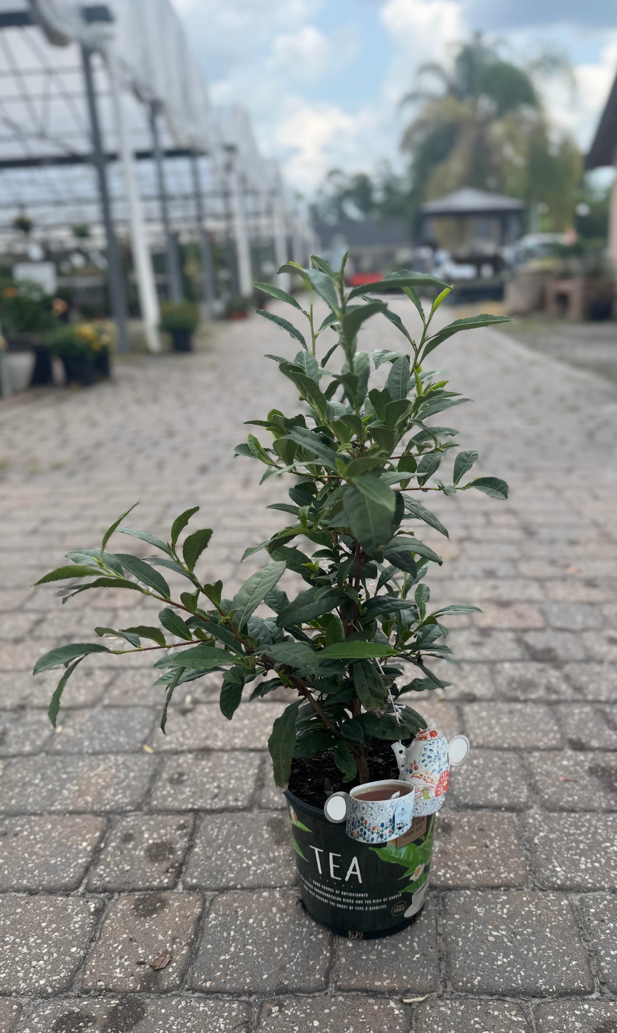 Camellia Tea Plant in one-gallon pot