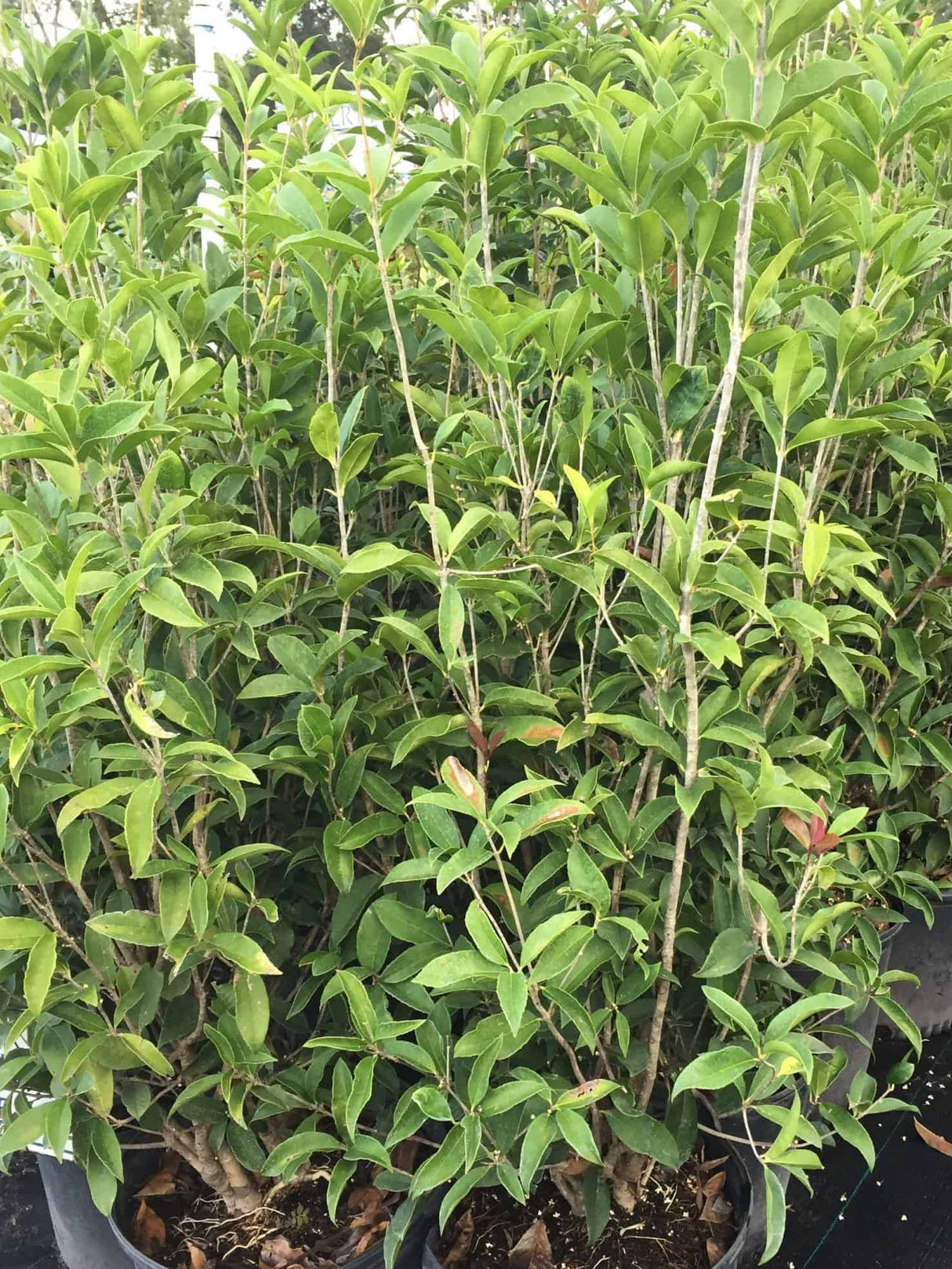 Tea Olive plant