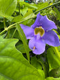 purple Thunbergia flower vine