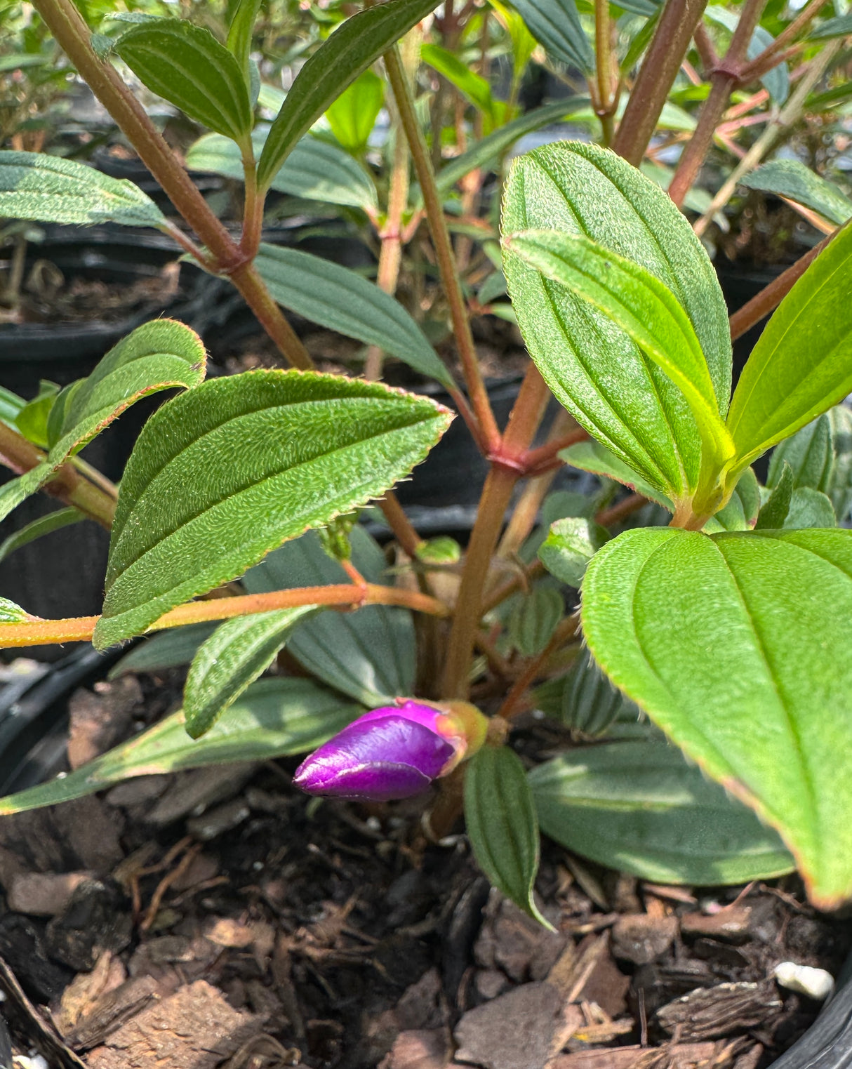 Tibouchina about to bloom