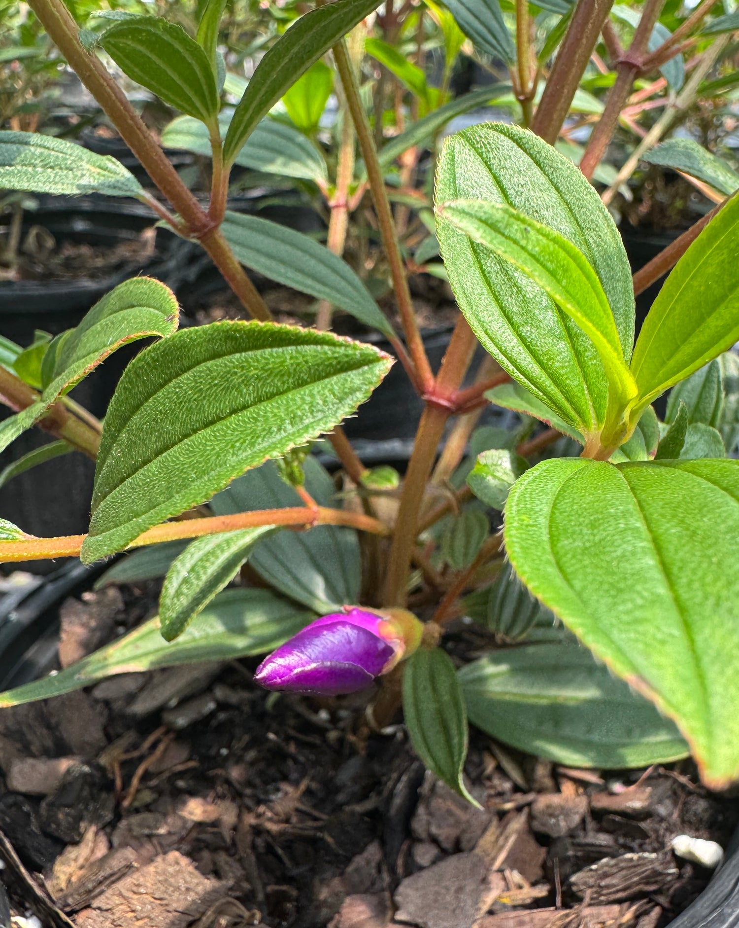 Tibouchina about to bloom