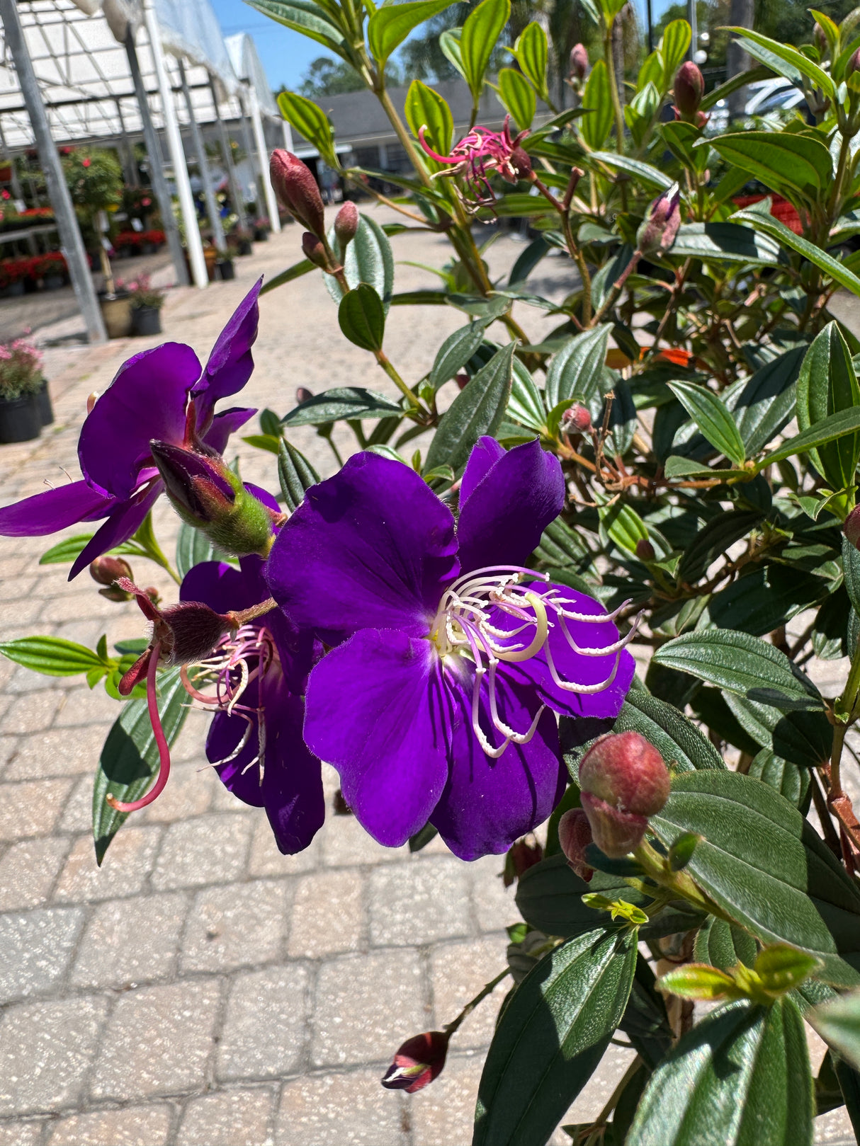 Tibouchina flowers and buds blooming