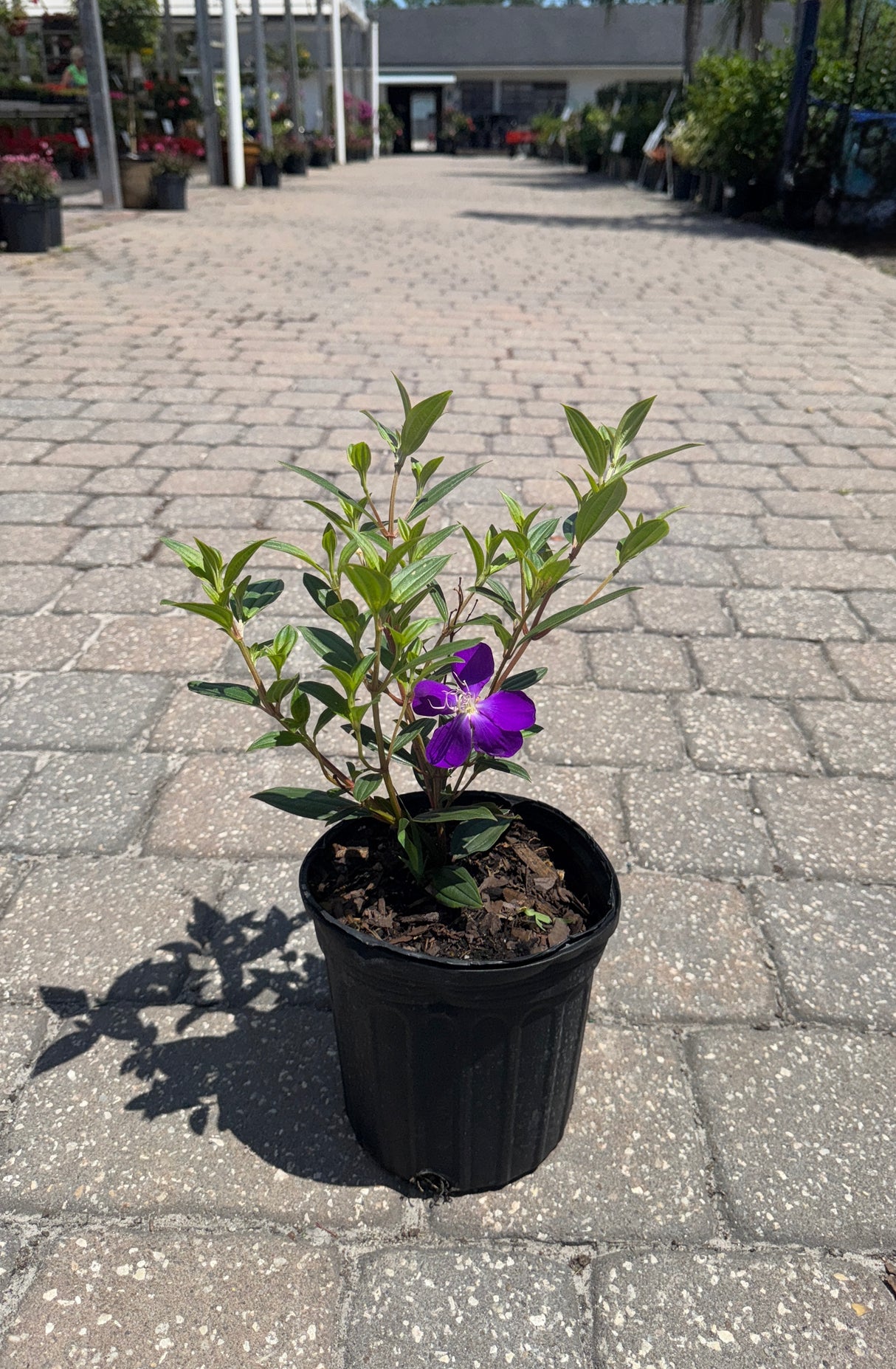 Tibouchina plant with purple flower