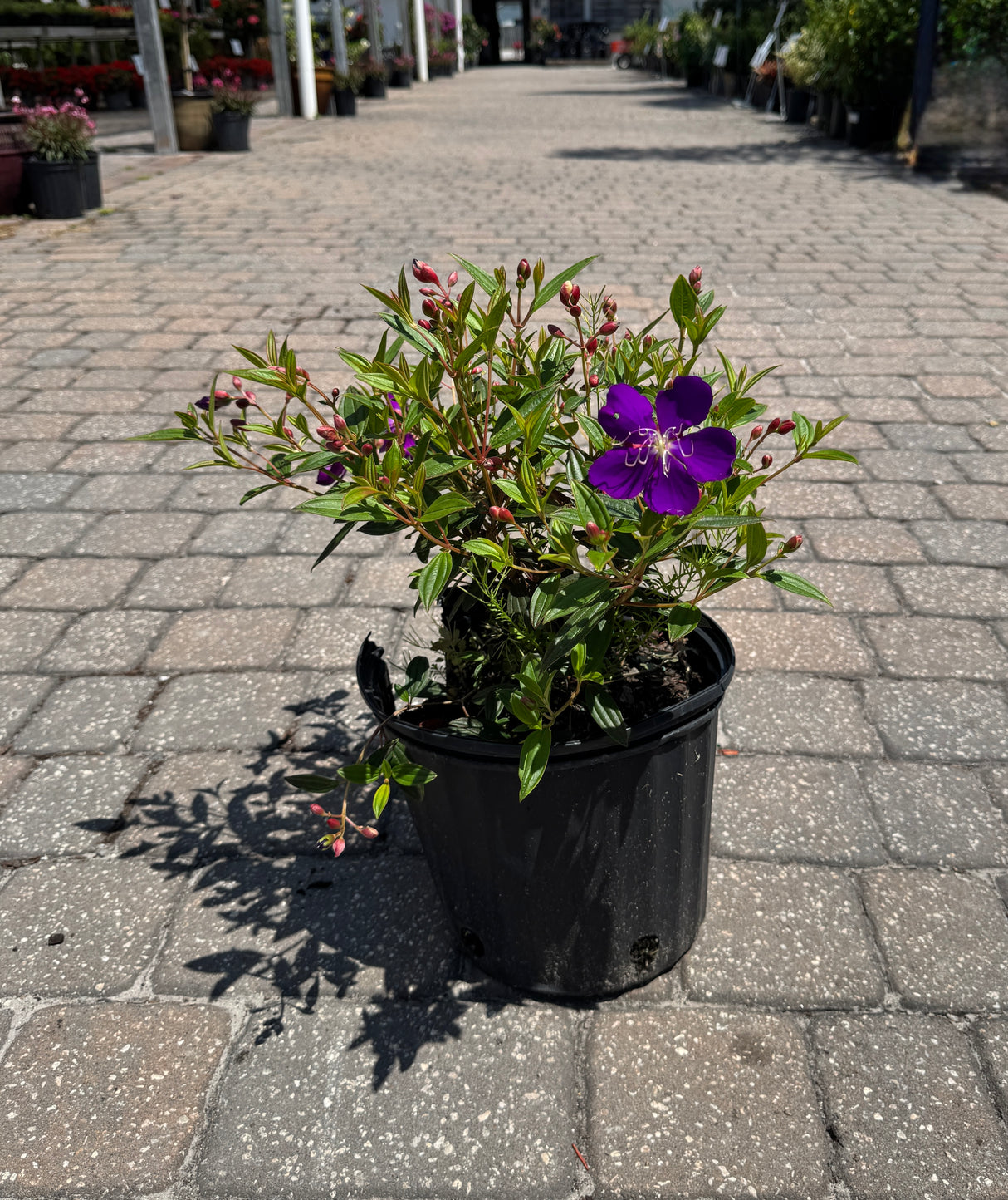 Tibouchina shrub with buds and vibrant flower