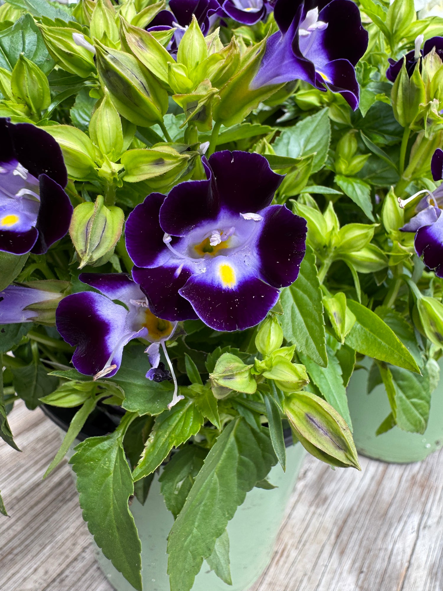 Torenia flower with shades of purple