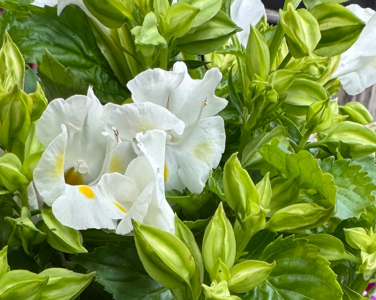 white Torenia flowers at Liberty Landscape Supply