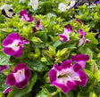 blooming colorful Torenia flowers