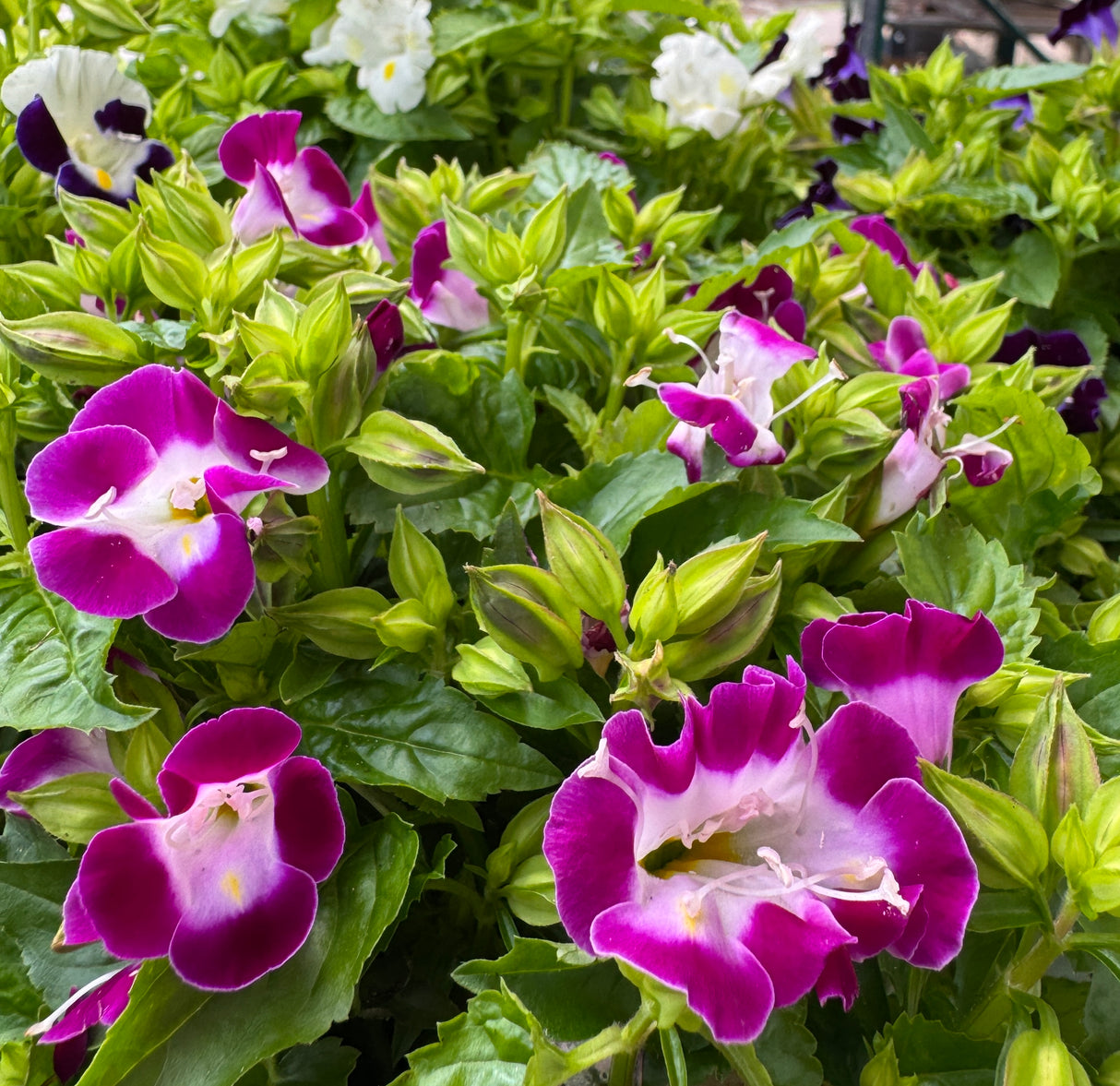 blooming colorful Torenia flowers