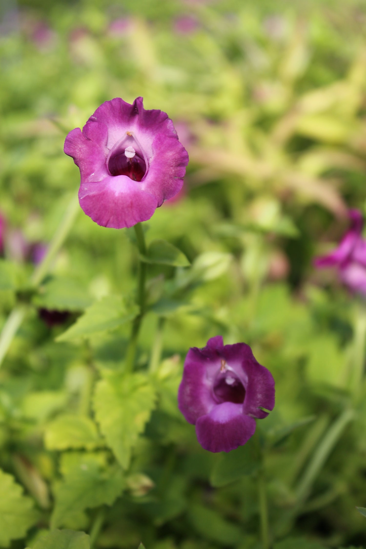 purple Torenia flower at Liberty Landscape Supply
