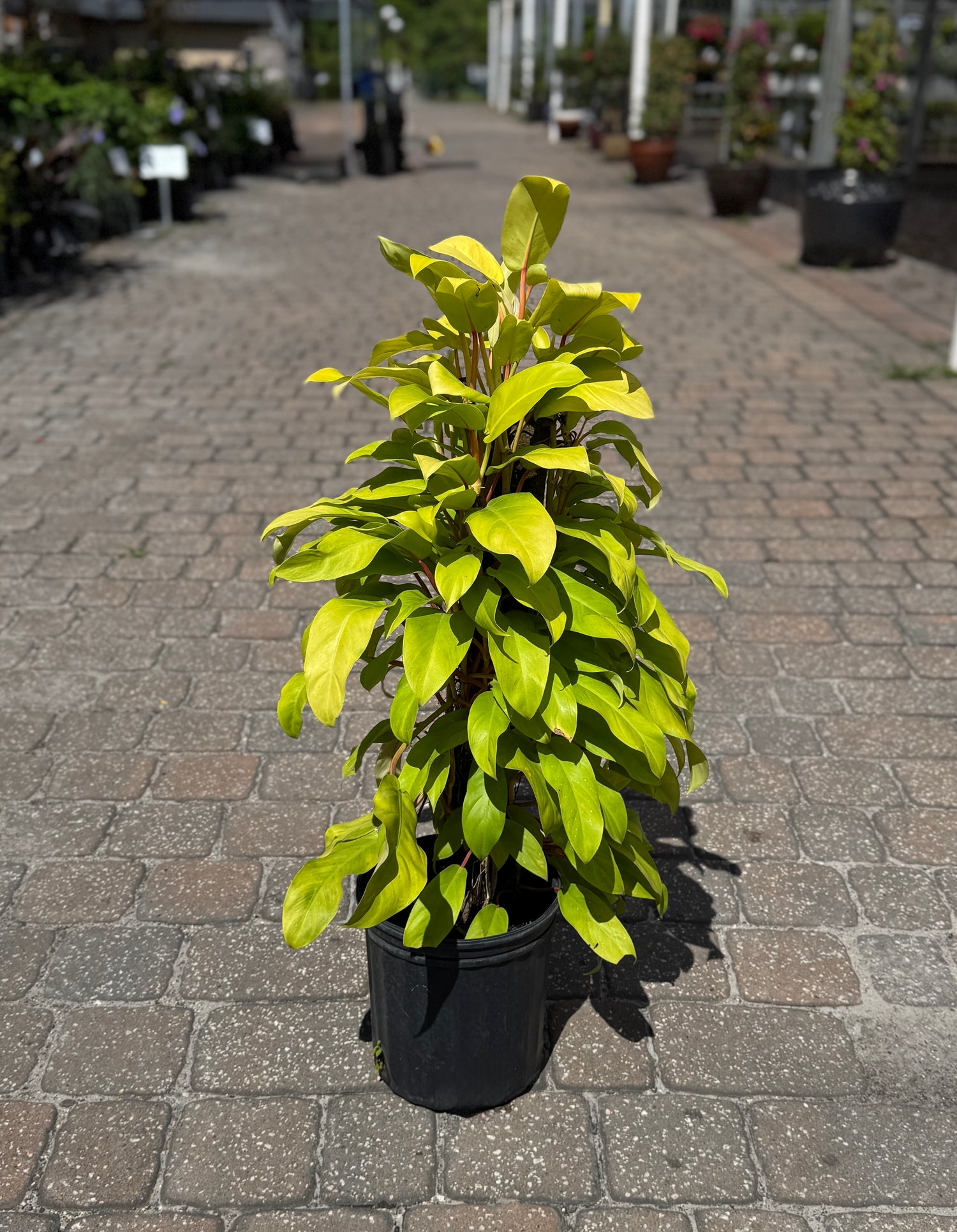 Philodendron plant on totem with golden leaves