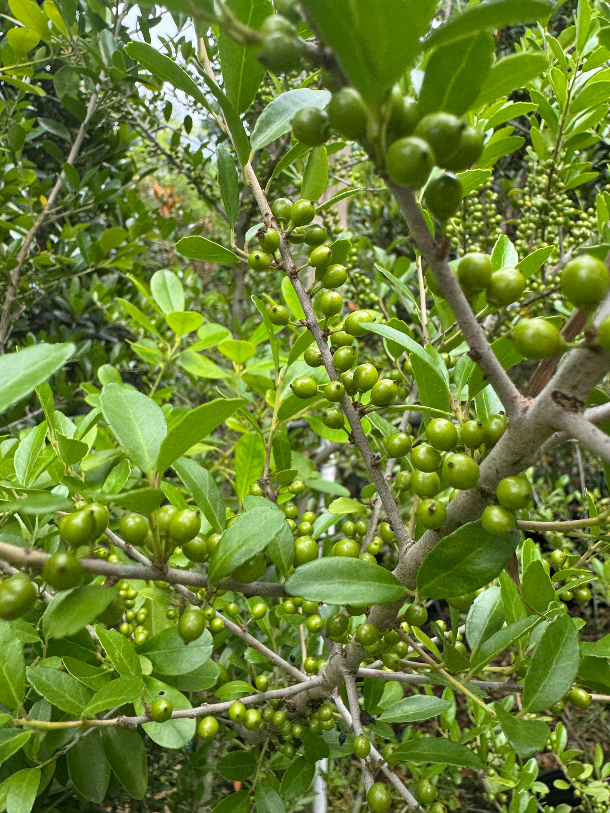 green berries on holly tree