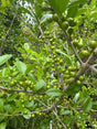 green berries on holly tree