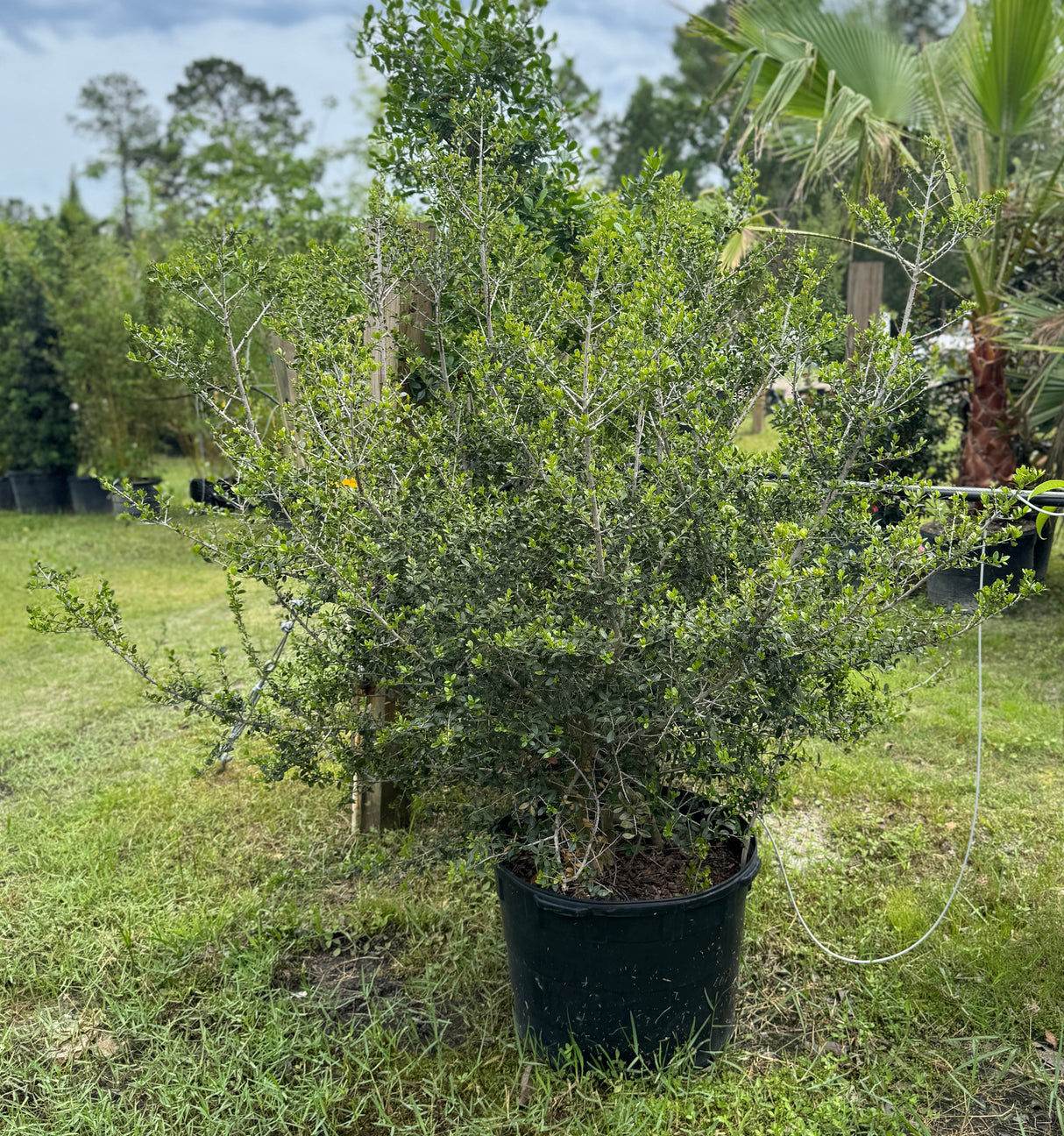 Upright Yaupon Holly tree in 15-gallon container