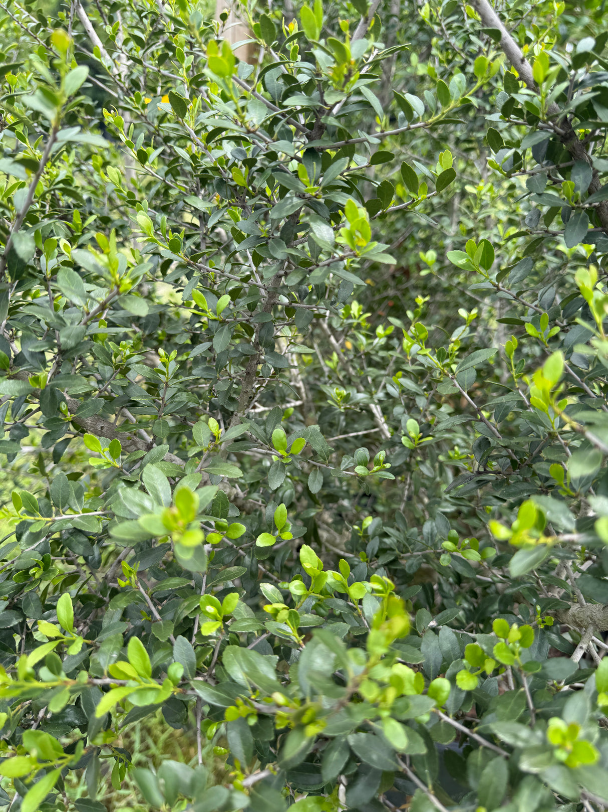 Yaupon Holly leaves of different shades of green