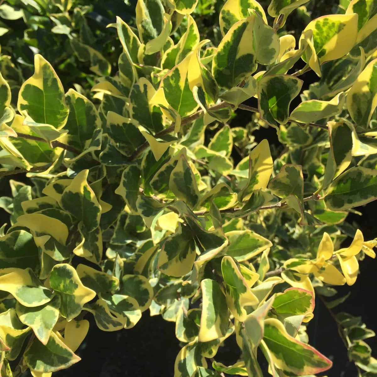 Variegated Ligustrum – Liberty Landscape Supply