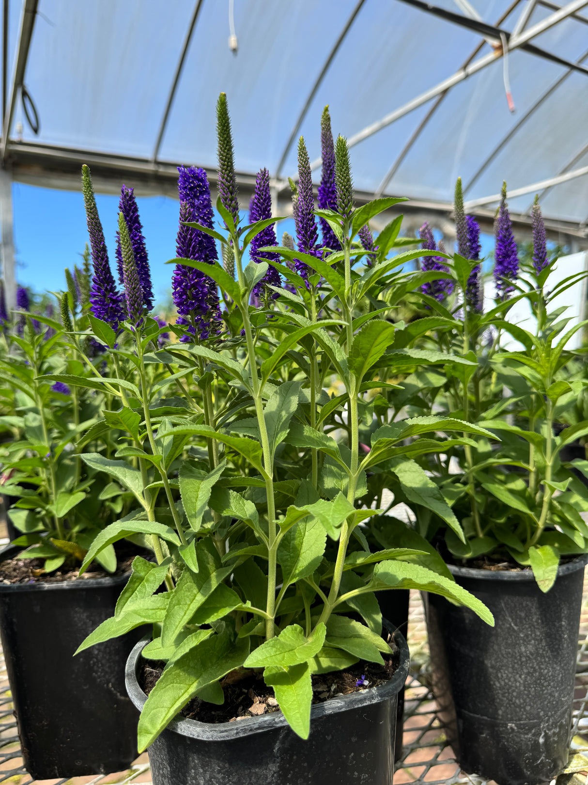 Veronica plants with purple flowers