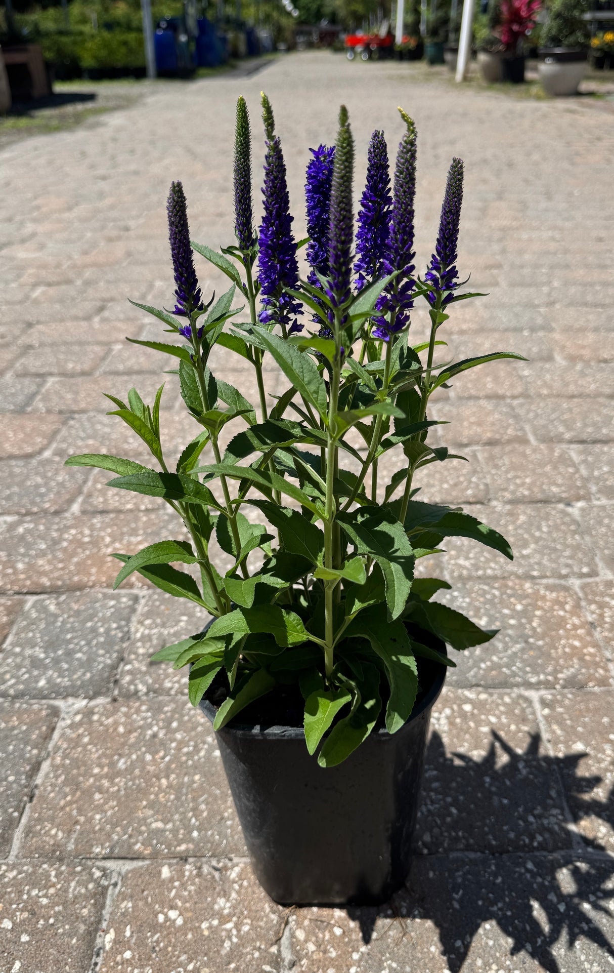 veronica plant in one gallon pot with tall purple flowers