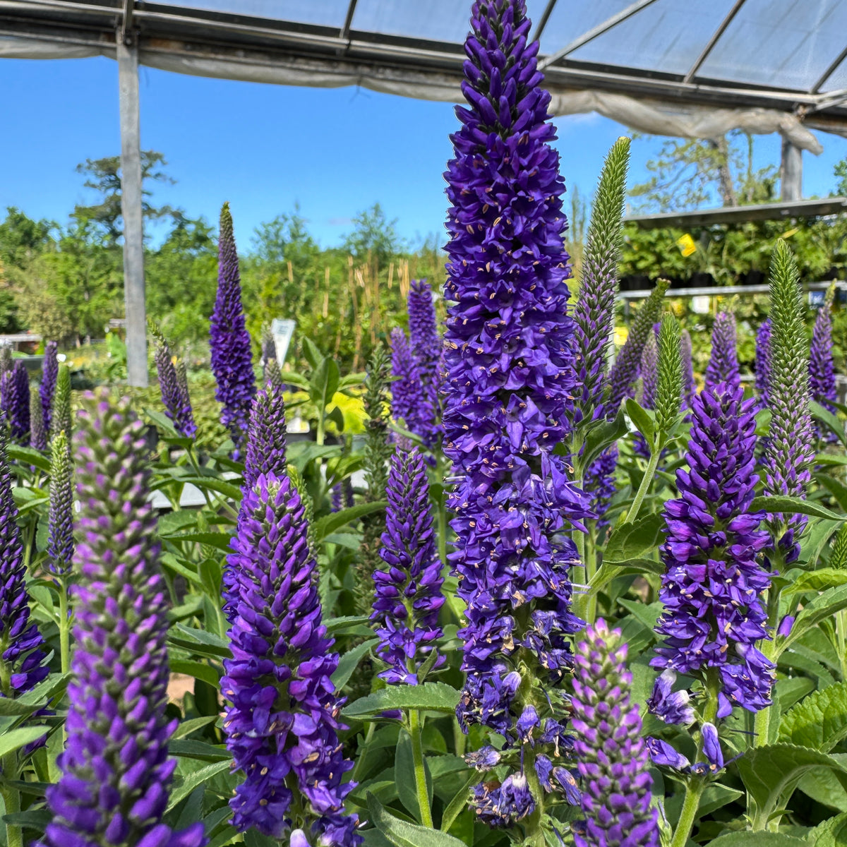 Veronica  Liberty Landscape Supply