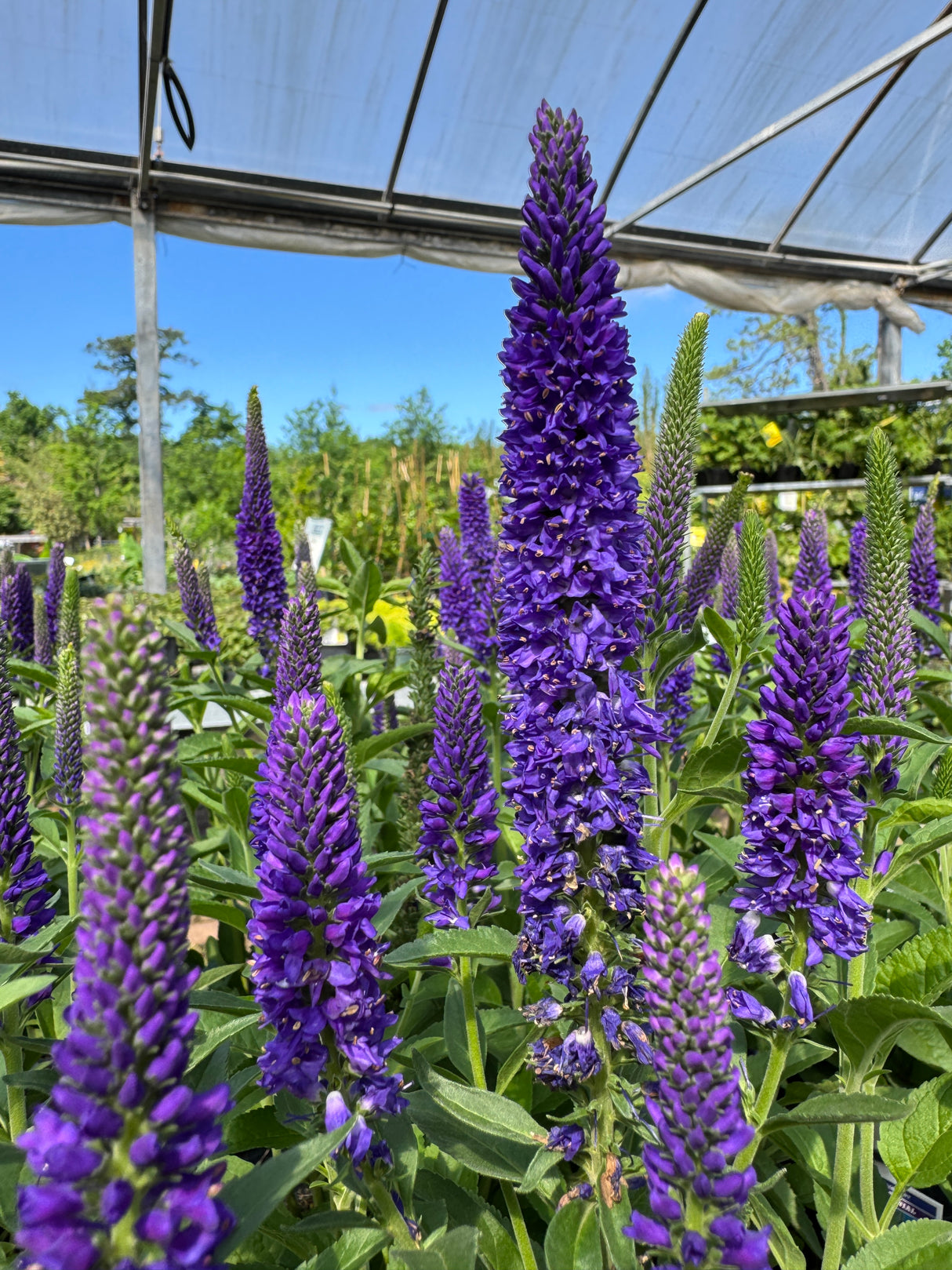 Veronica plant showing tall purple flower