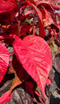 bright red Copper Leaf plant