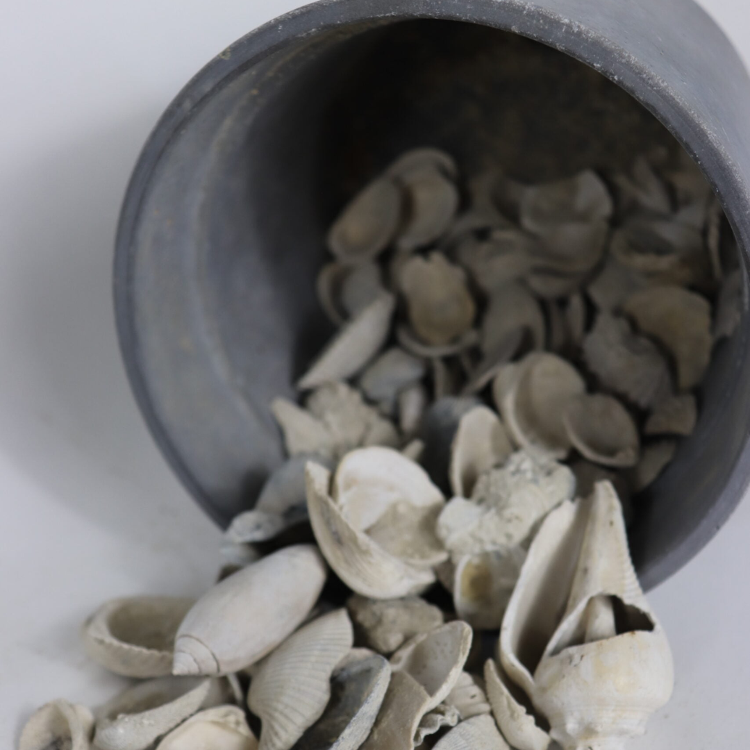 white and medium shell falling out of bucket