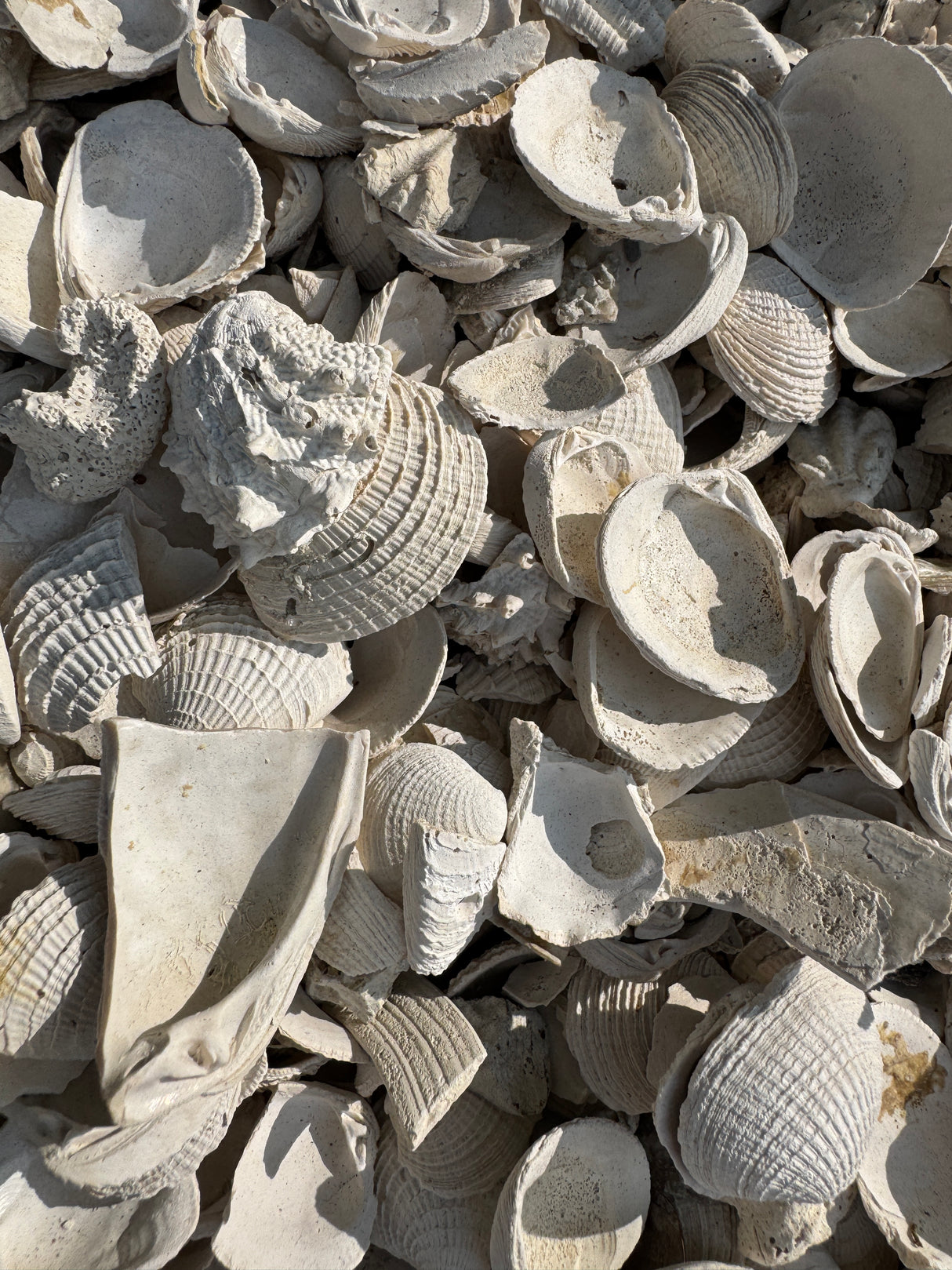 white, medium, washed shell in pile