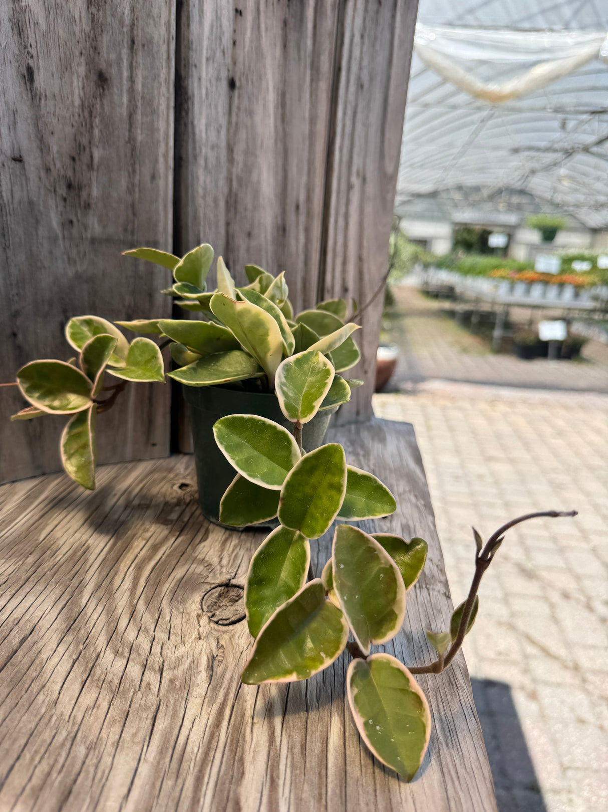 Queen Krimson Hoya at Liberty Landscape Supply
