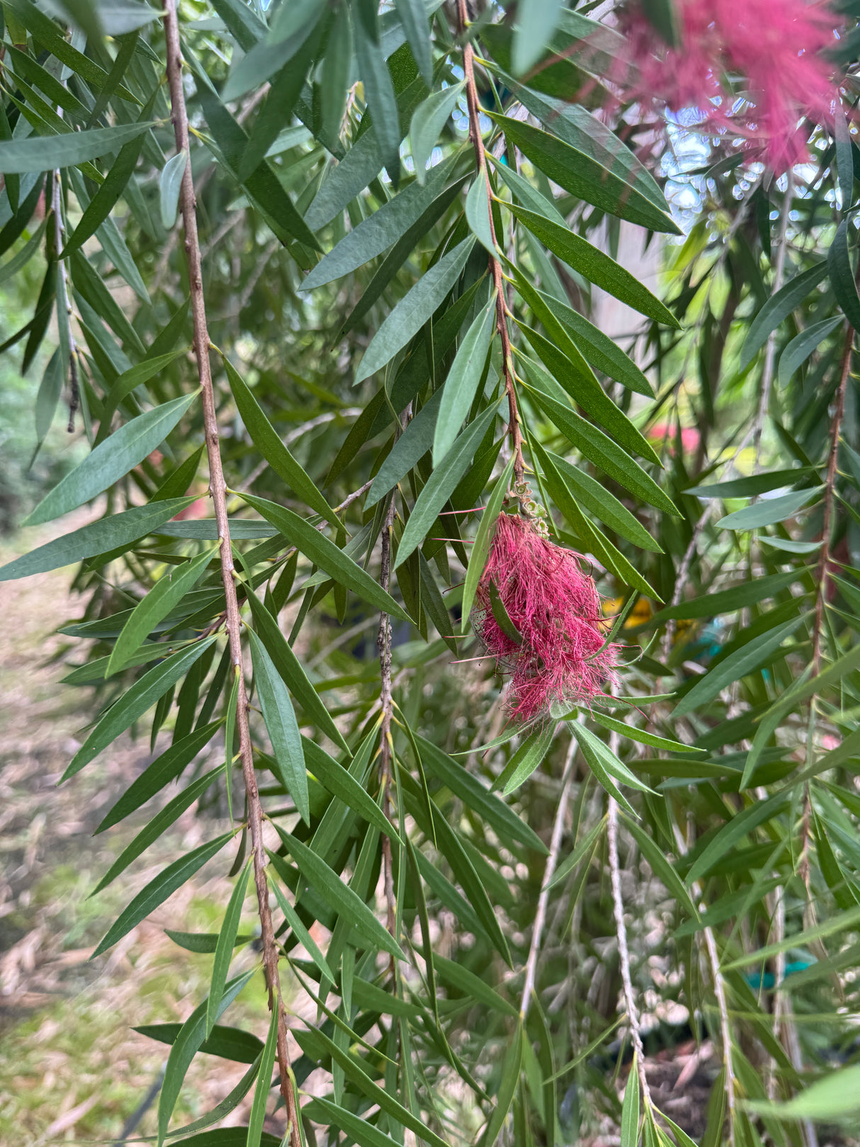 Weeping Bottle Brush tree with pink plumes