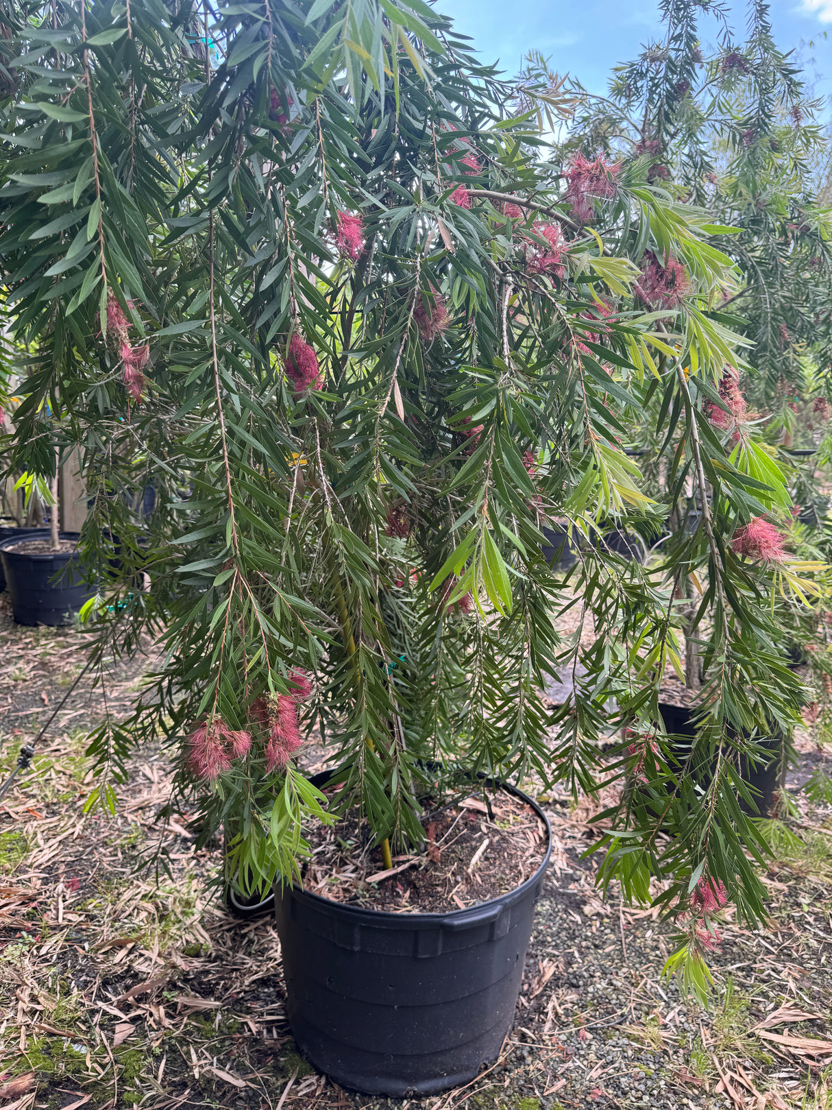 Weeping Bottle Brush tree in 30-gallon container