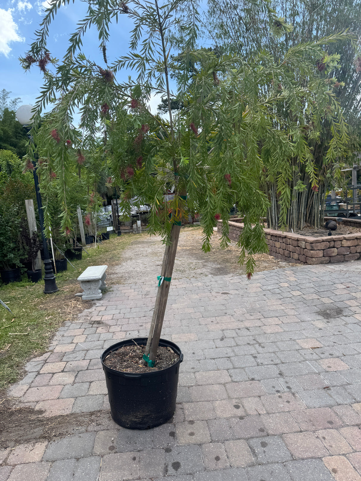 Standard Weeping Bottlebrush tree at Liberty