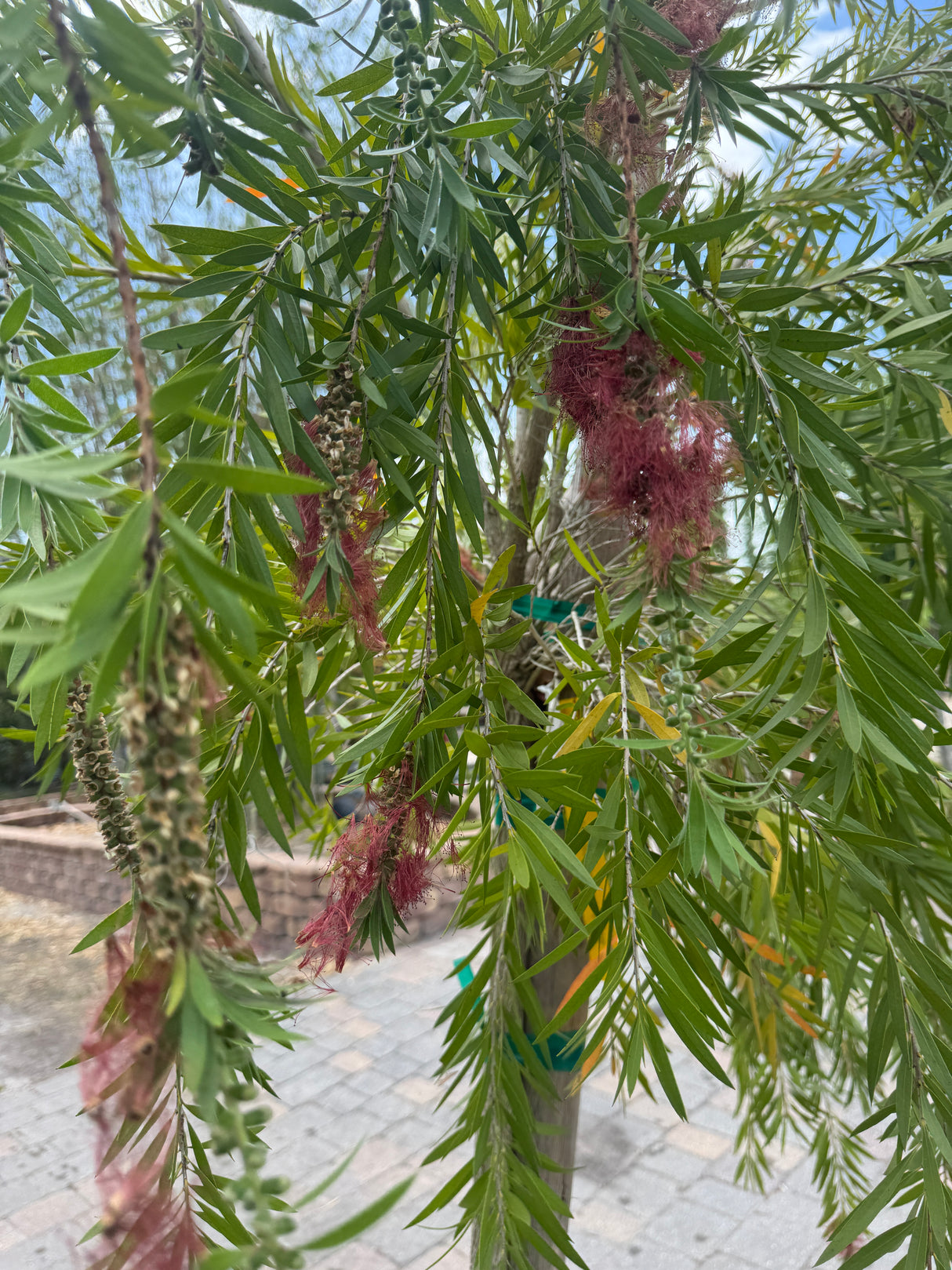 Weeping Bottlebrush tree at Liberty Landscape Supply