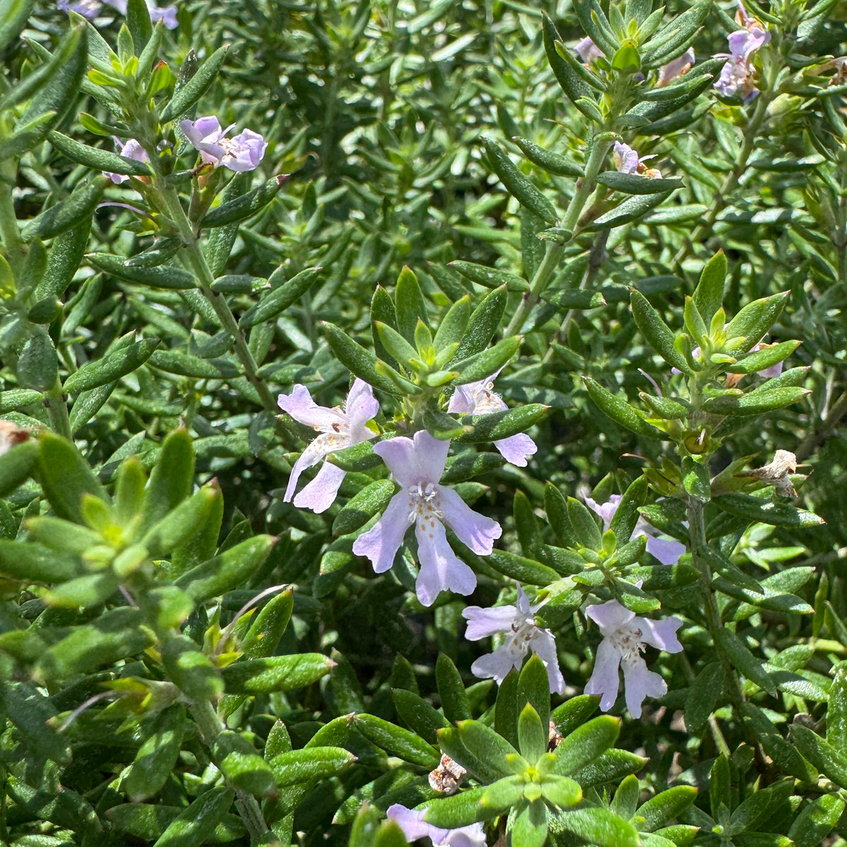 succulent looks like rosemary Westringia "False Rosemary" – Liberty Landscape Supply