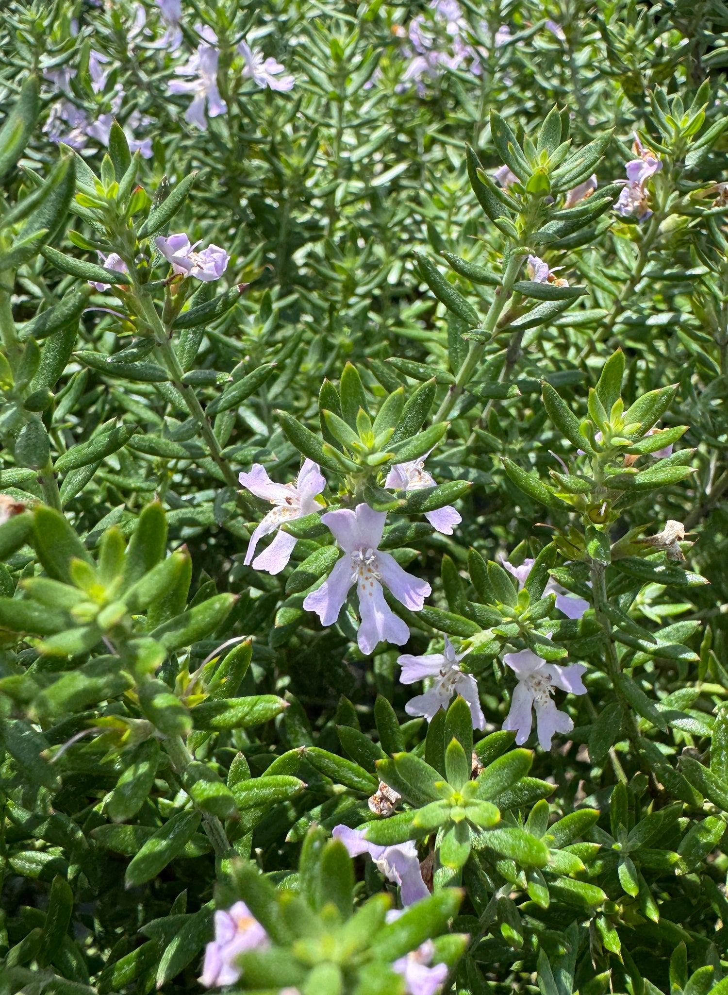 Westringia plant showing light purple flowers