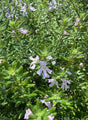 Westringia plant showing light purple flowers