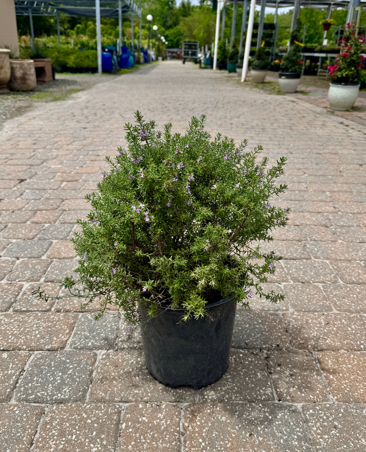 Westringia plant with small flowers in pot