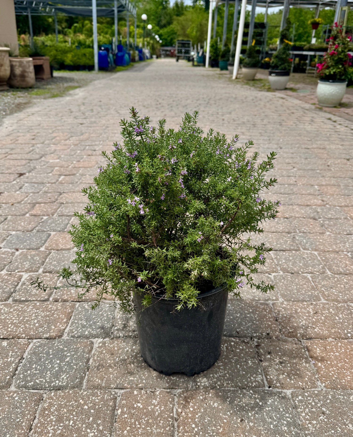 Westringia plant with small flowers in pot
