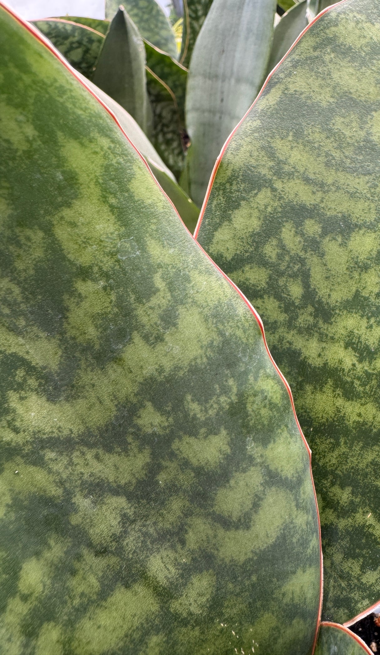 details of water like Whale Fin Snake Plant
