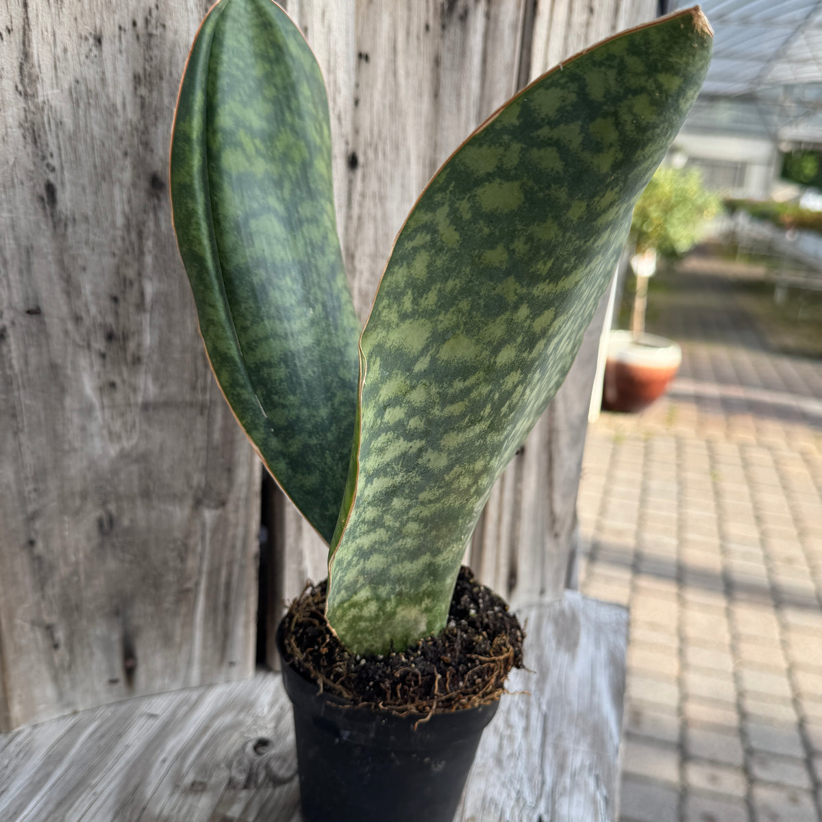 Whale Fin Snake Plant – Liberty Landscape Supply