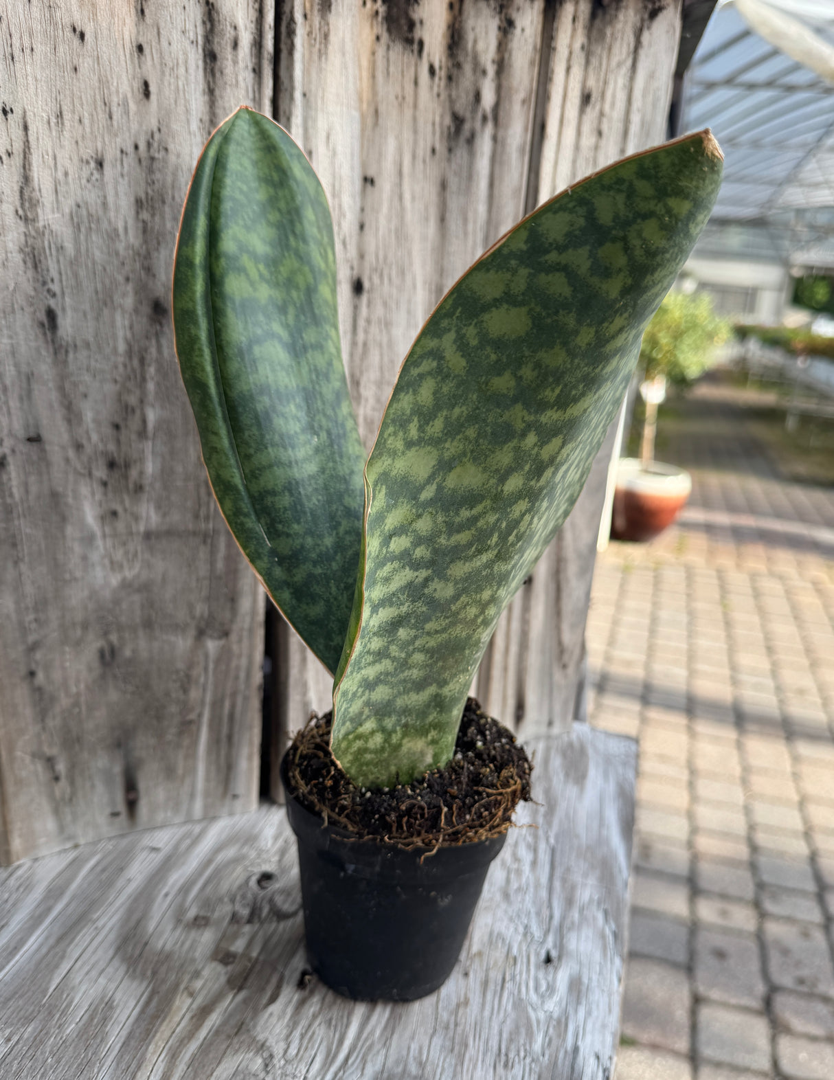 Whale Fin Snake Plant in pot