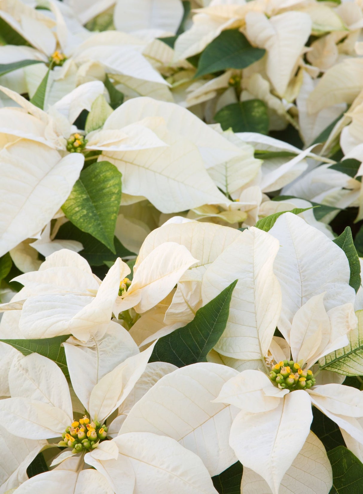 Close-up of white poinsettia flowers with green leaves
