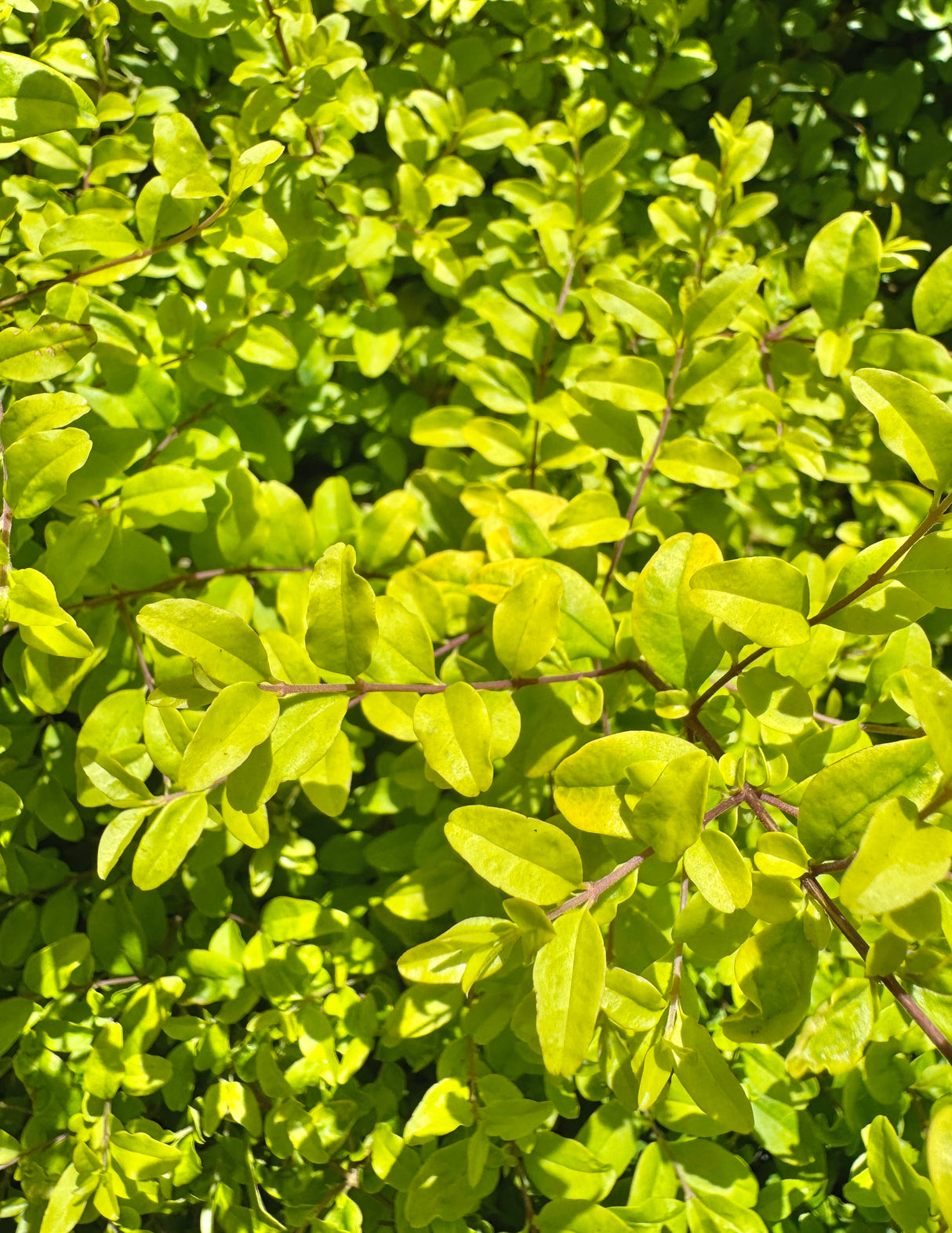 Close-up of green leaves with a blurred background