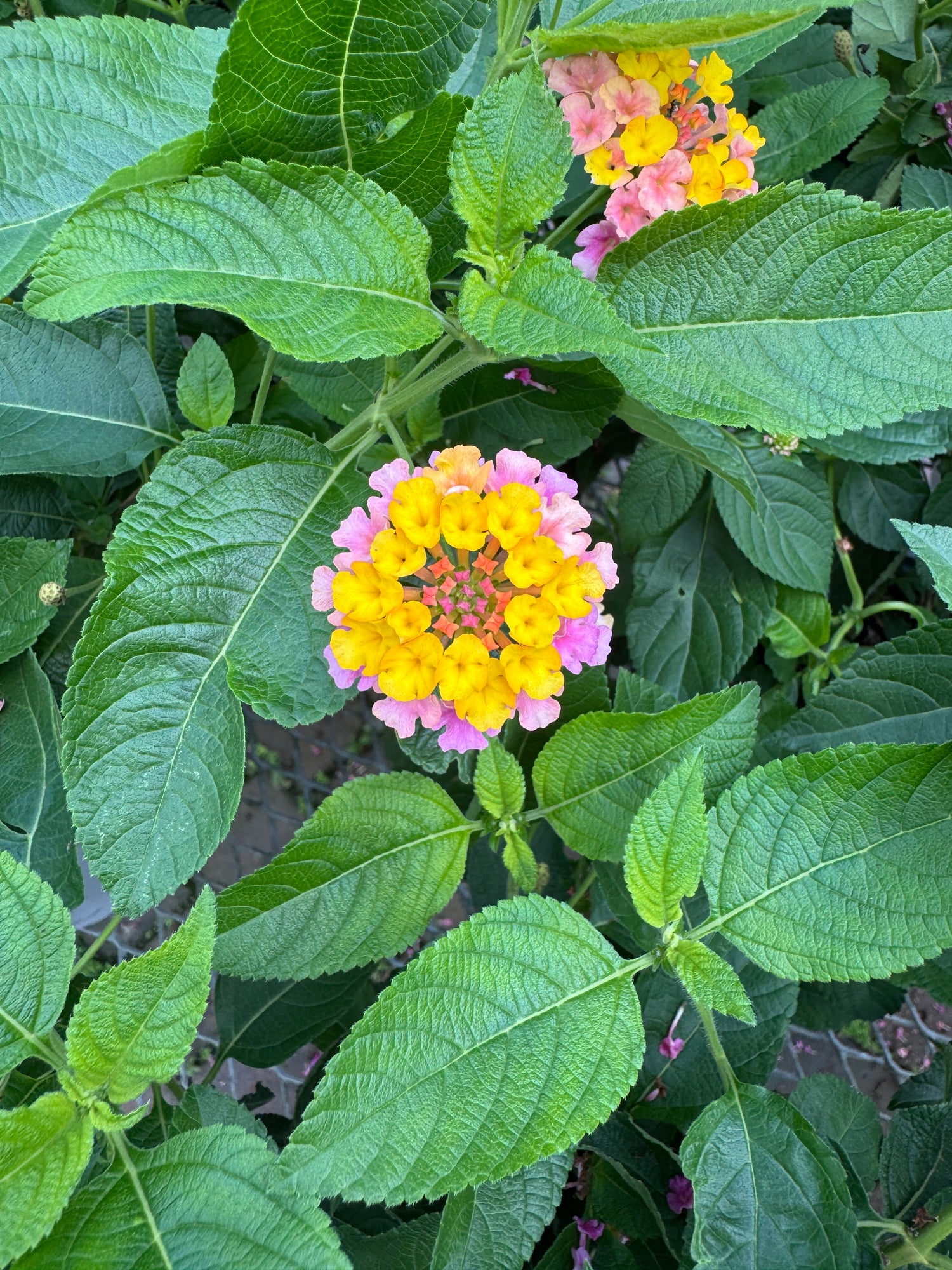 Close-up of a cluster of yellow and pink flowers with green leaves.