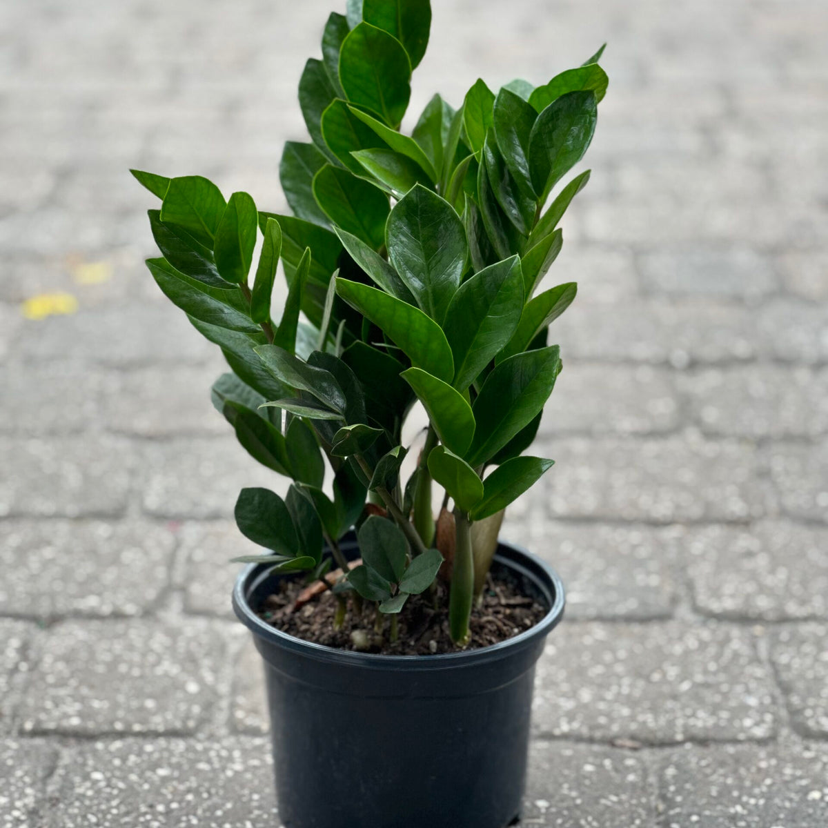 ZZ Plant – Liberty Landscape Supply