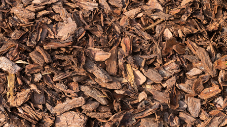Pine Bark vs. Pine Straw: Choosing the Right Mulch