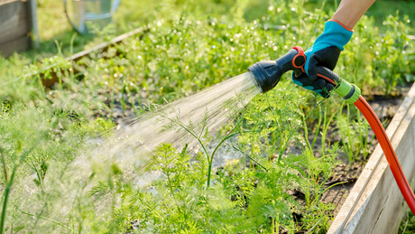 Your Plants Ordered a Drink, Not a Swimming Pool