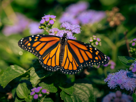 How to Start a Butterfly Garden at Home