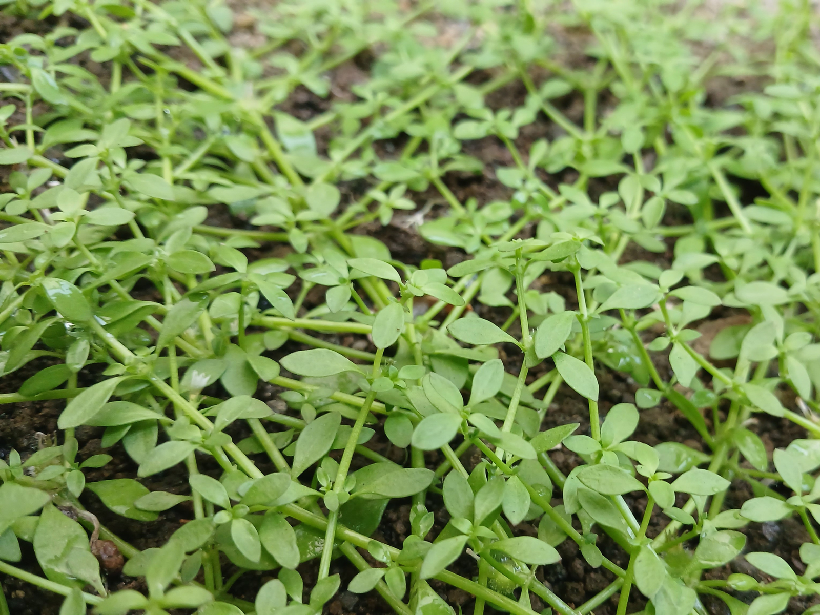 Best Groundcovers for Florida Lawns