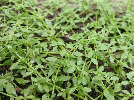 Best Groundcovers for Florida Lawns